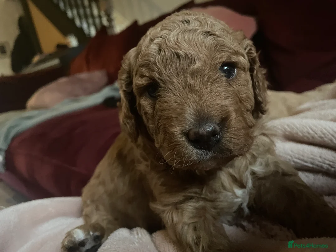 Cavapoo dogs for sale: Cavapoo Puppies for Sale - Advert 2