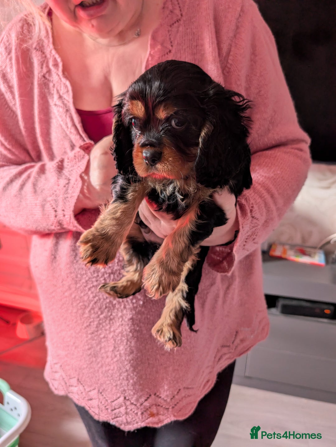 King Charles Spaniel dogs for sale: 2 lovely king Charles cavalier puppies  - Advert 2