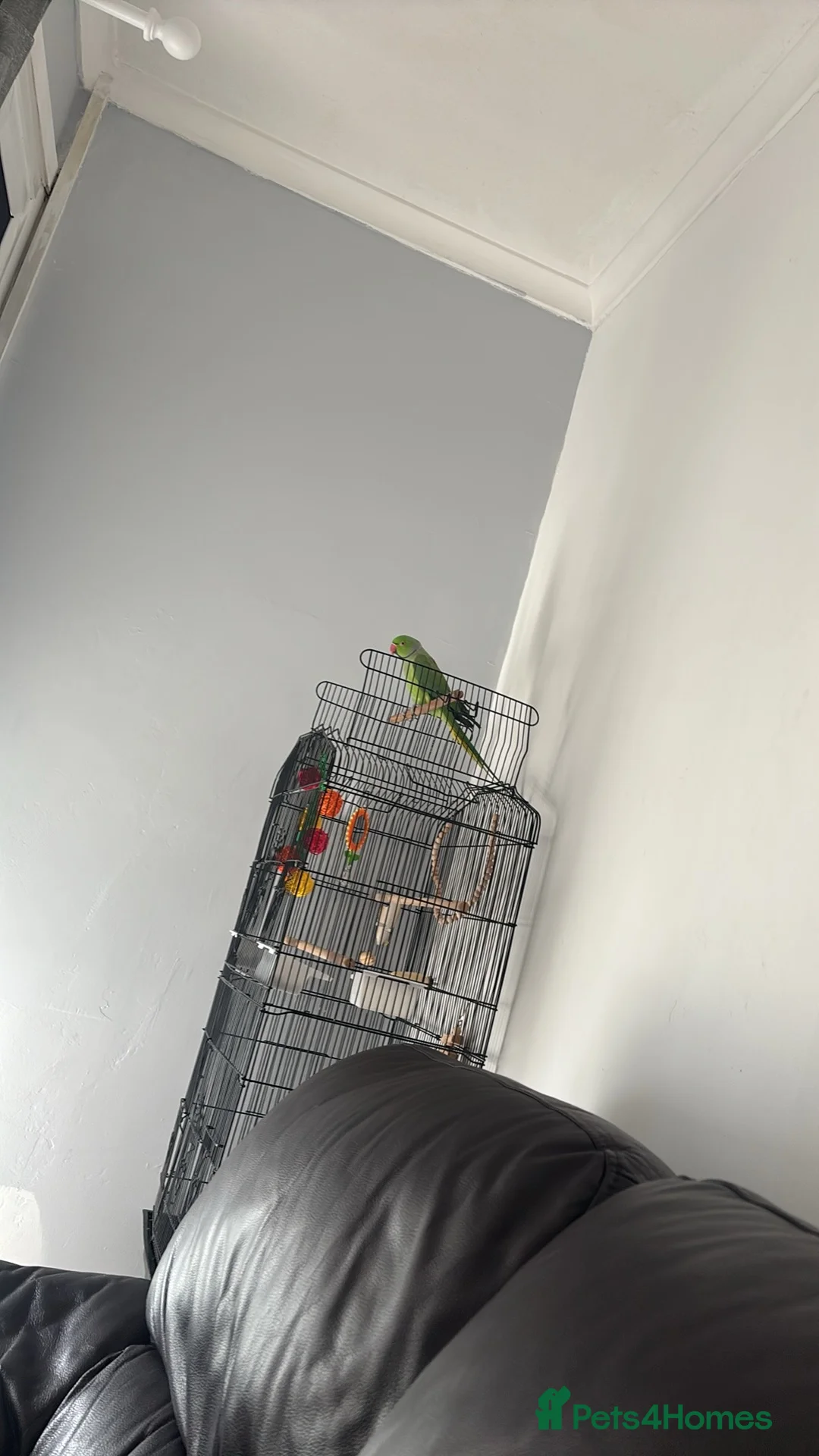 Ringnecks birds for sale: Irn for sale not tame but friendly  in Wellingborough - Advert 2