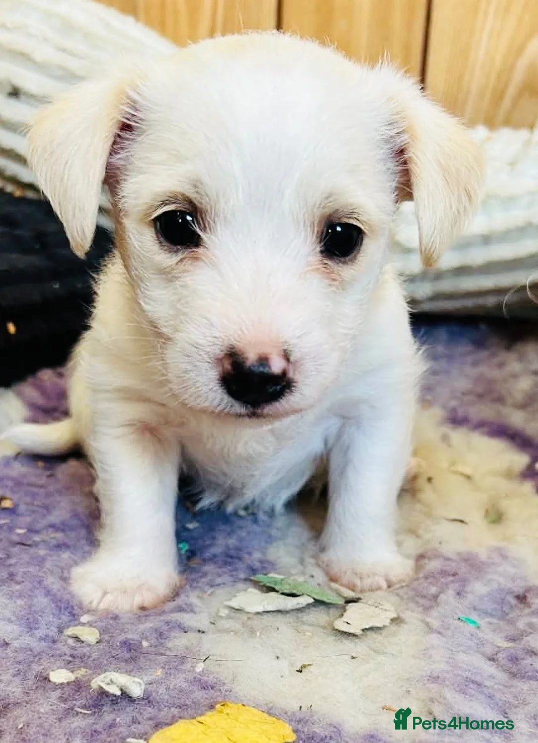 Mixed Breed dogs for sale: Polar bear 🐻‍❄️  - Advert 1
