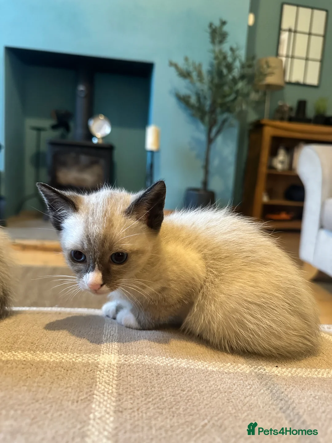 Siamese cats for sale: Siamese Kittens  in Bradford - Advert 9