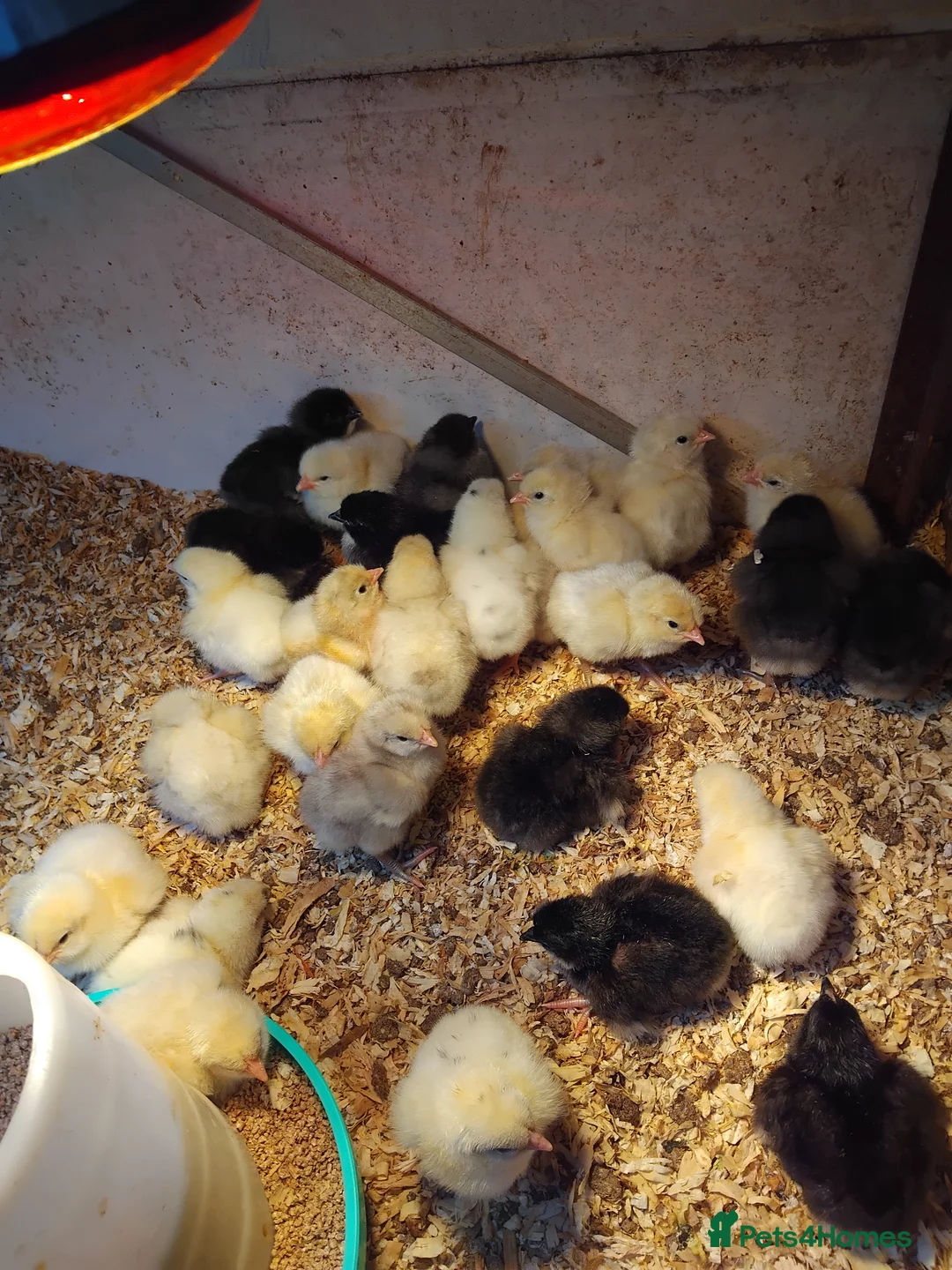 Chickens poultry for sale: JERSEY GIANT  - Advert 2