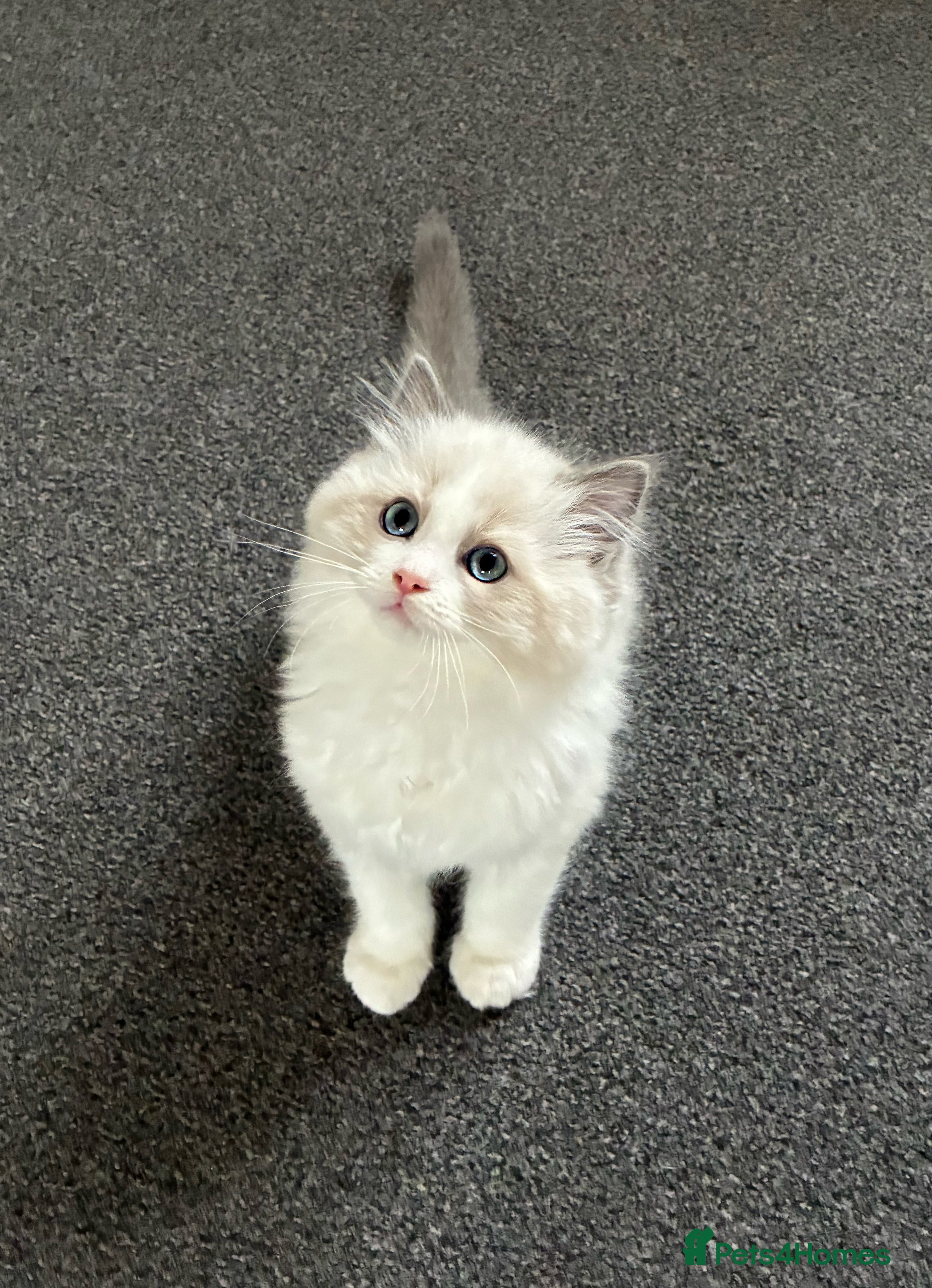 Ragdoll cats Stunning GCCF Bi-color Ragdoll Kittens - Advert 14