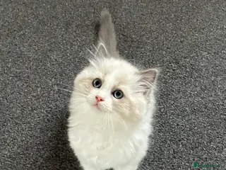 Ragdoll cats Stunning GCCF Bi-color Ragdoll Kittens - Advert 14