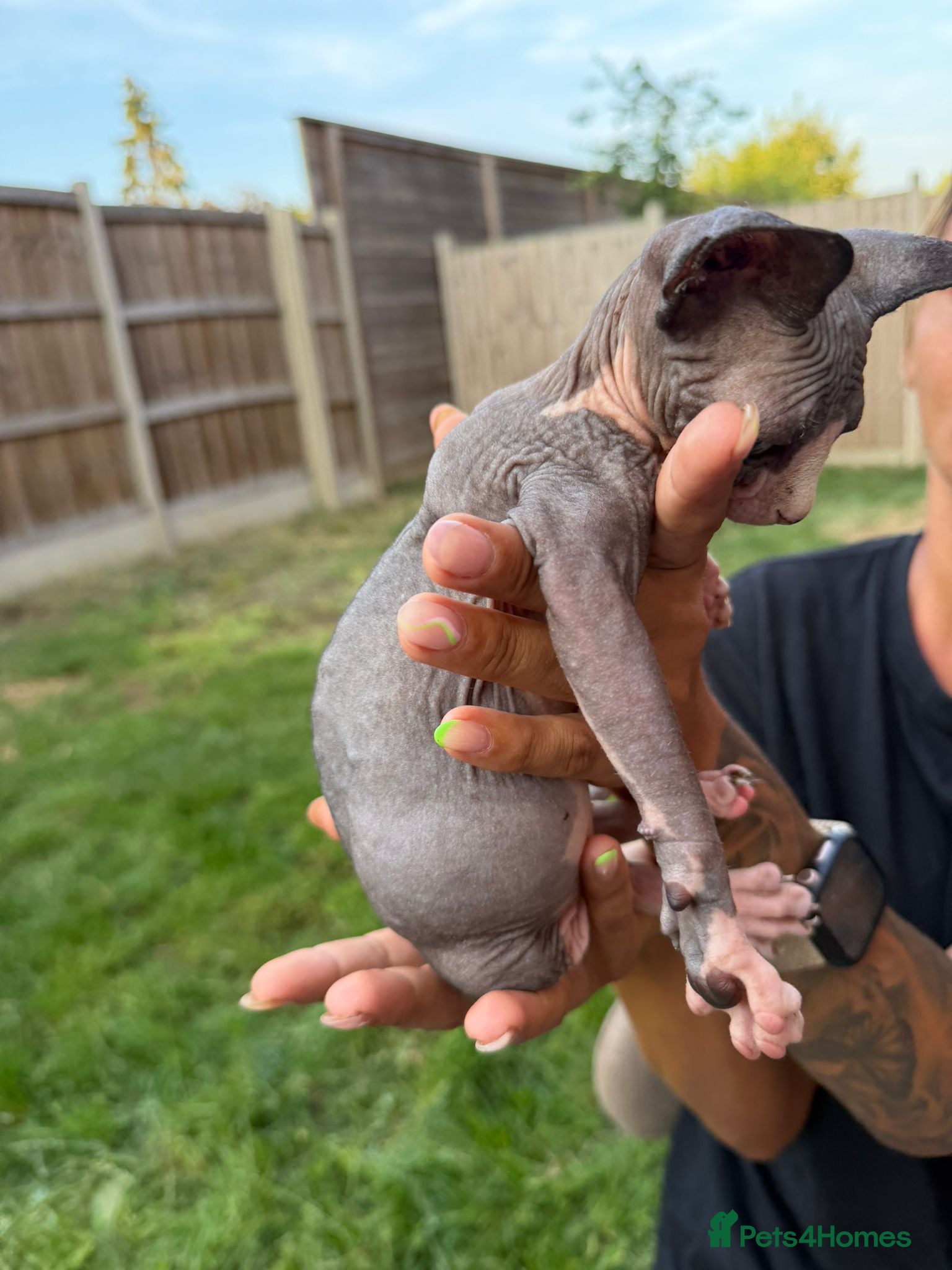 Sphynx cats 6 tica registered Sphynx Kittens - Advert 2