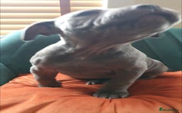 Staffordshire Bull Terrier dogs for sale: ❤️❤️ Ready for forever home ❤️❤️ - Advert 20