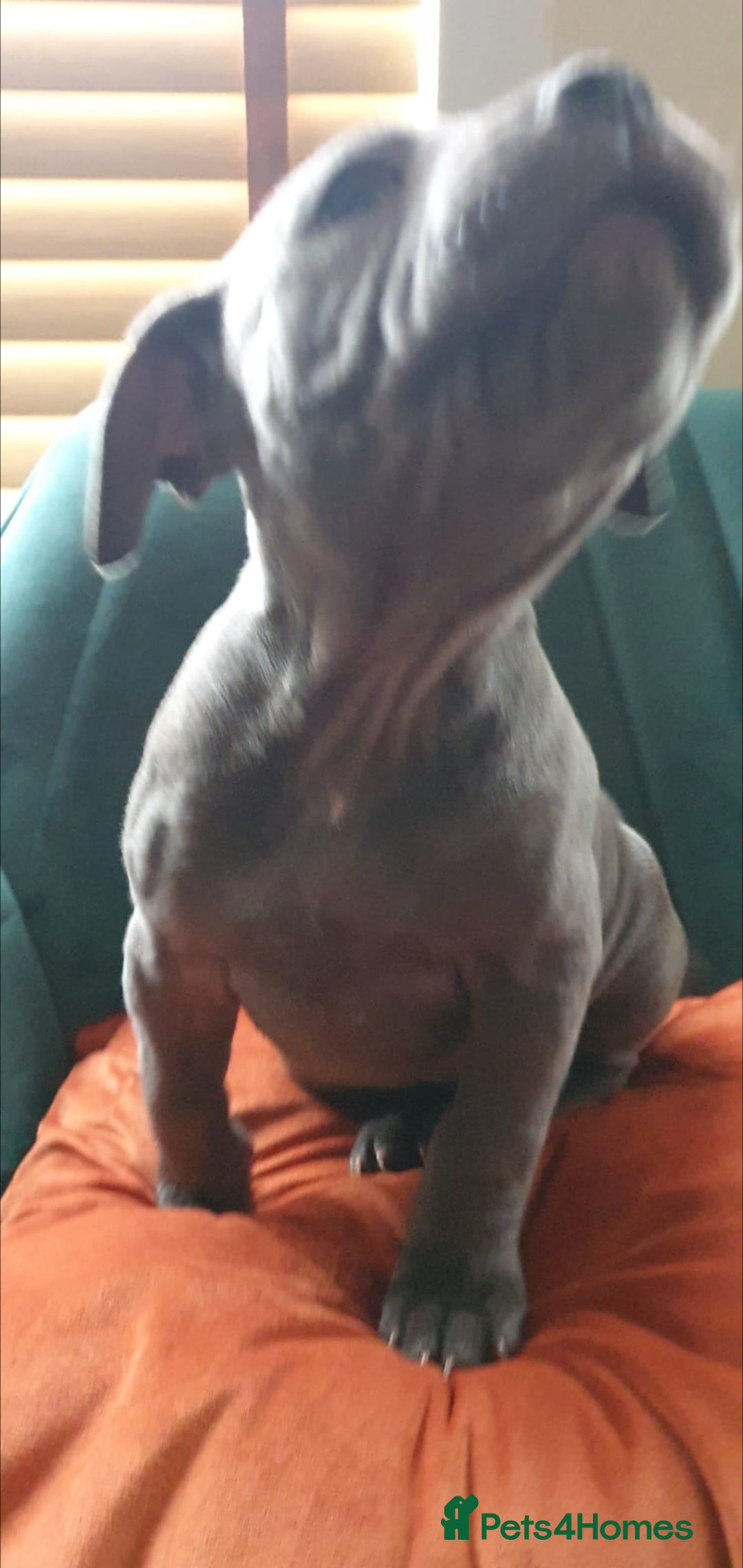 Staffordshire Bull Terrier dogs for sale: ❤️❤️ Ready for forever home ❤️❤️ - Advert 20