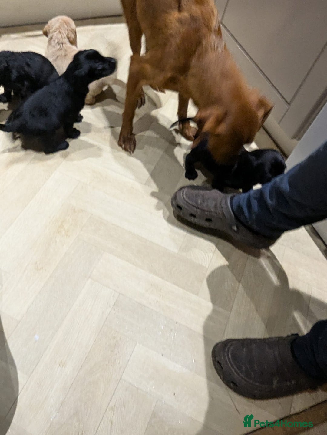 Cockerdor dogs for sale: Cockador Puppies - Advert 13