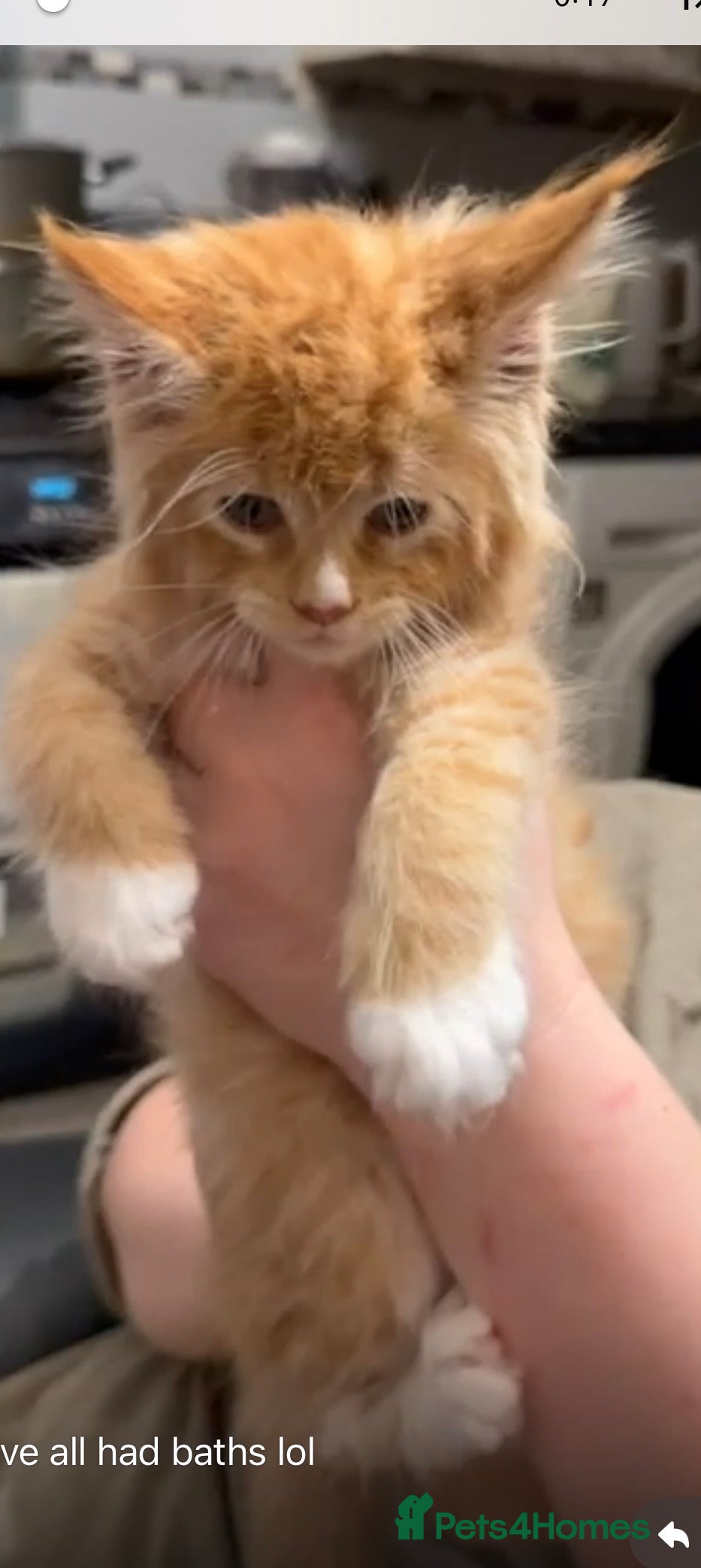 Maine Coon cats Stunning pure breed Mainecoon boys  - Advert 5