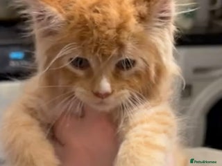 Maine Coon cats Stunning pure breed Mainecoon boys - Advert 1