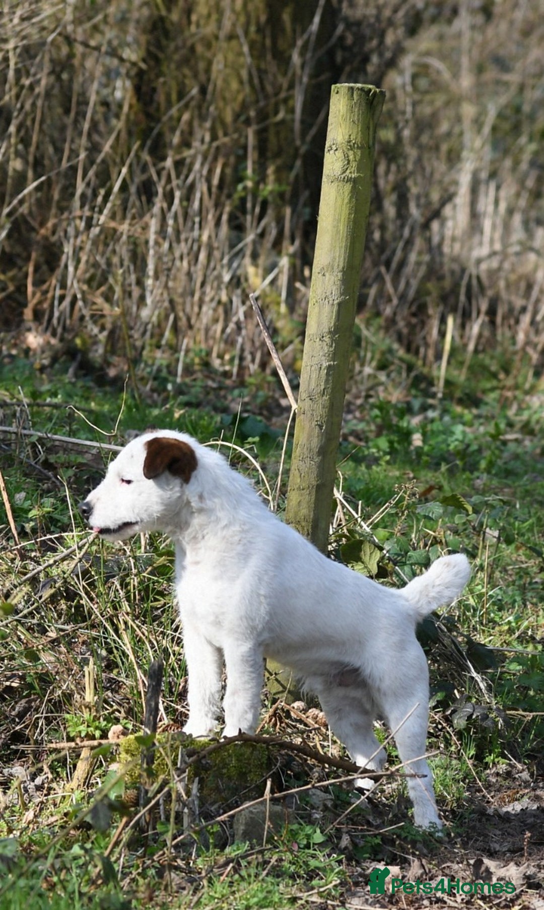 Jack Russell dogs for sale: Tremendous JRT puppies  - Image 5