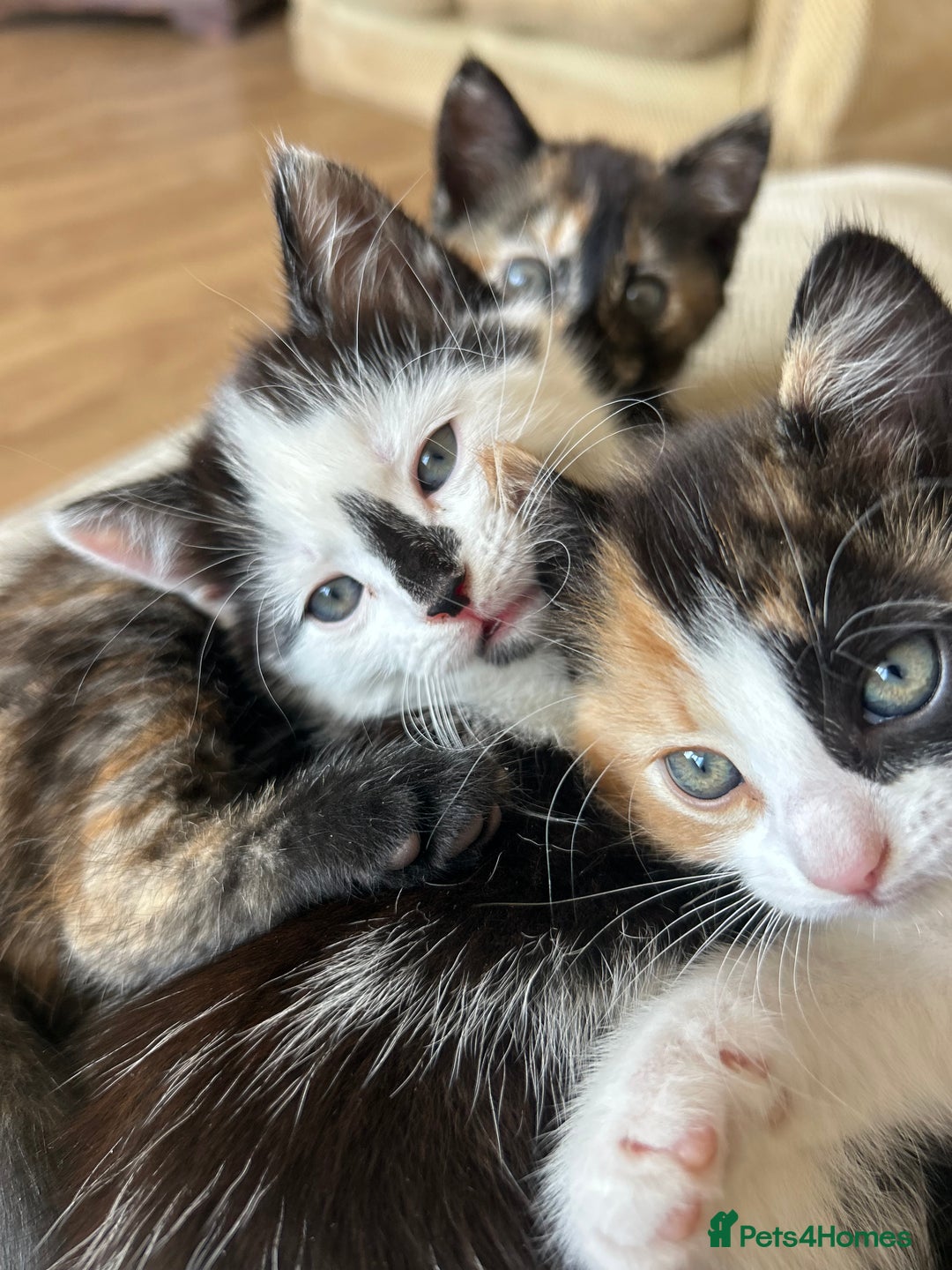 Mixed Breed cats for sale: 5 beautiful kittens  - Image 9