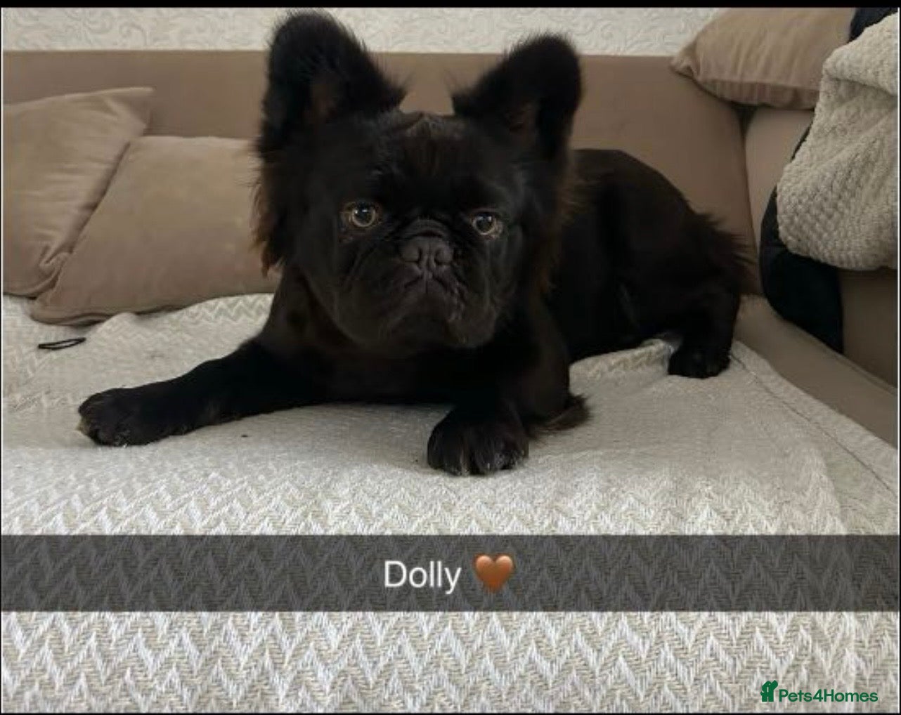 French Bulldog dogs Fluffy French bulldog  - Advert 1