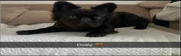 French Bulldog dogs for sale: Fluffy French bulldog  - Advert 1