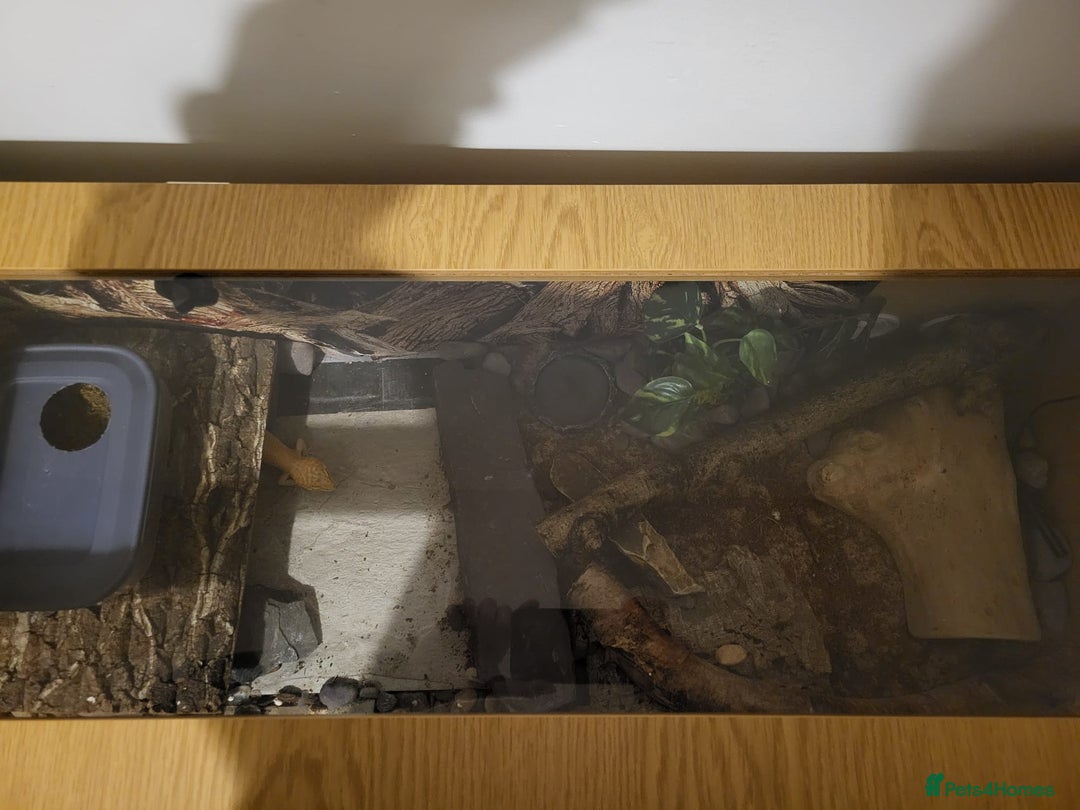 Leopard Gecko reptiles for sale: Tremper albino 4yrs old full setup - Advert 4