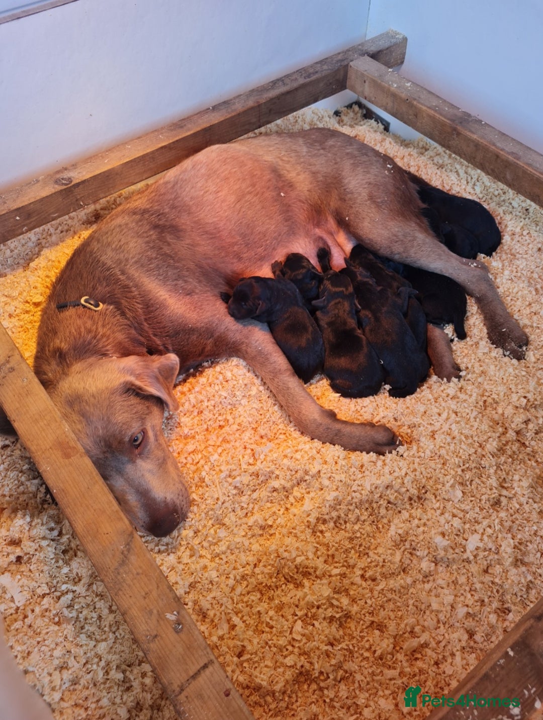 Labrador Retriever dogs for sale: Outstanding Black KC Labradors - Image 13