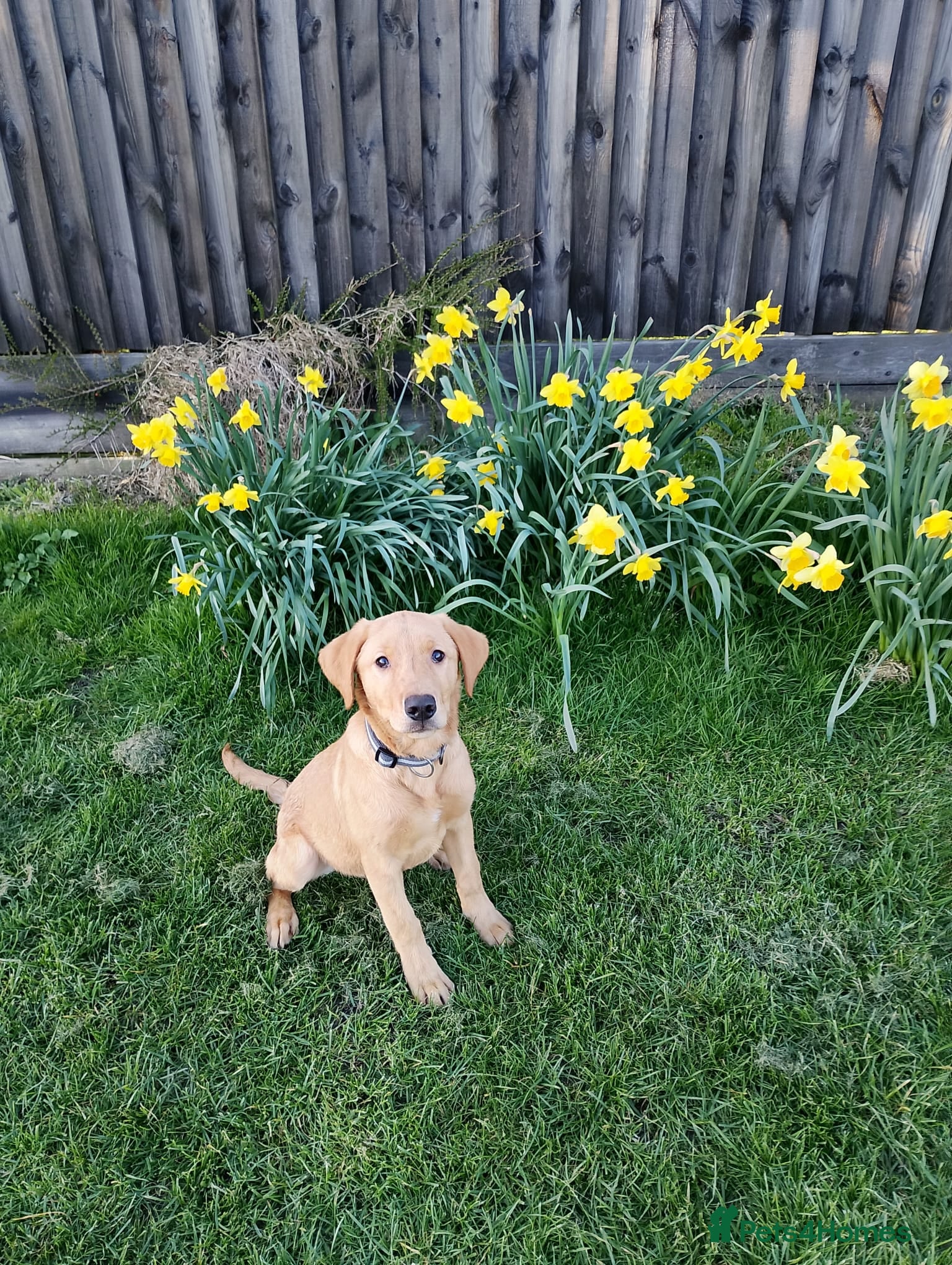 Labrador Retriever dogs 6 months old fox red lab  - Advert 14
