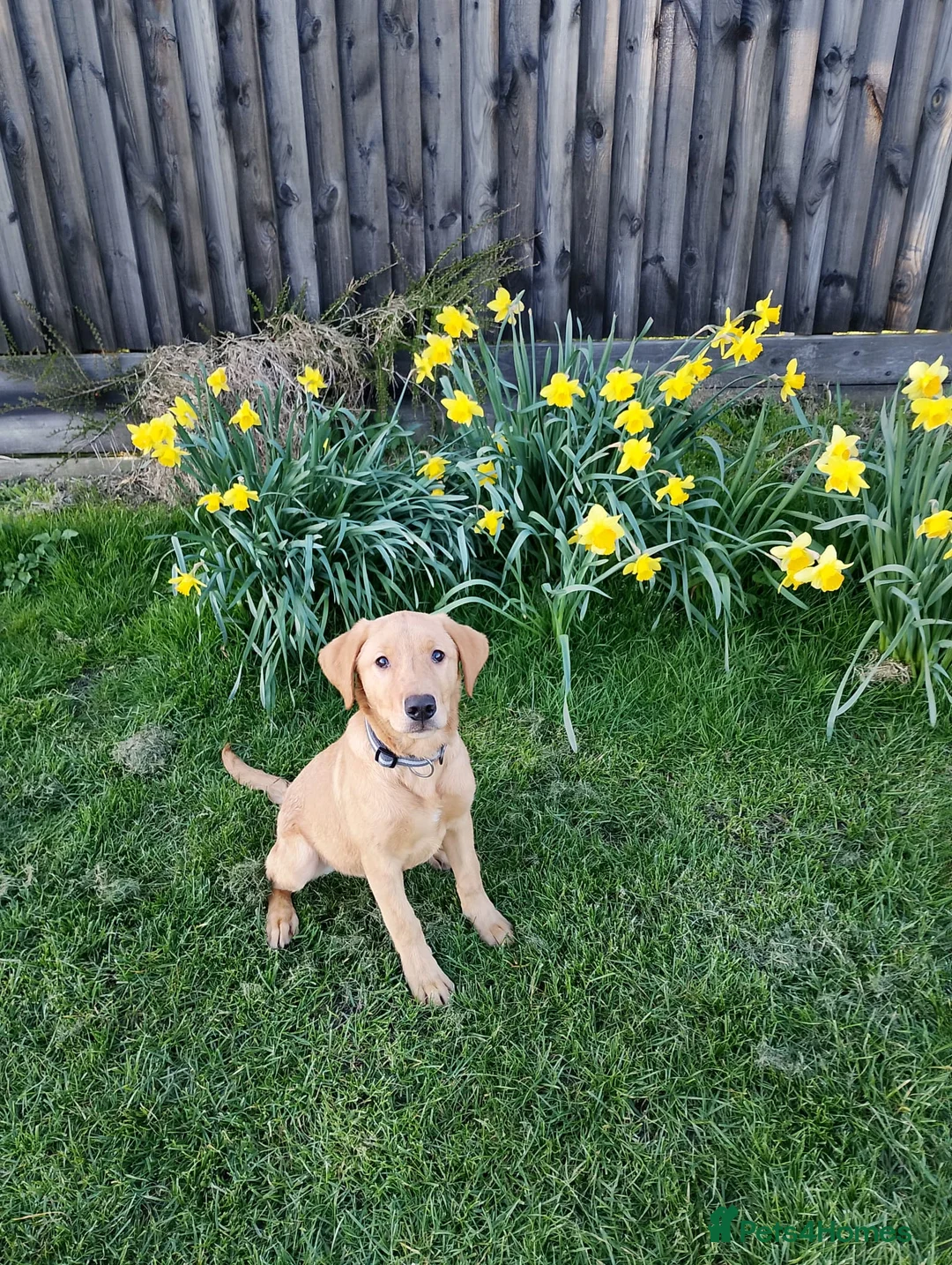 Labrador Retriever dogs for sale: 6 months old fox red lab  - Advert 2