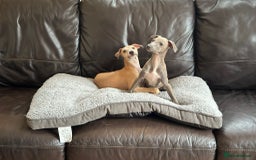 Italian Greyhound dogs for sale: Kc registered Italian greyhound puppies - Image 14