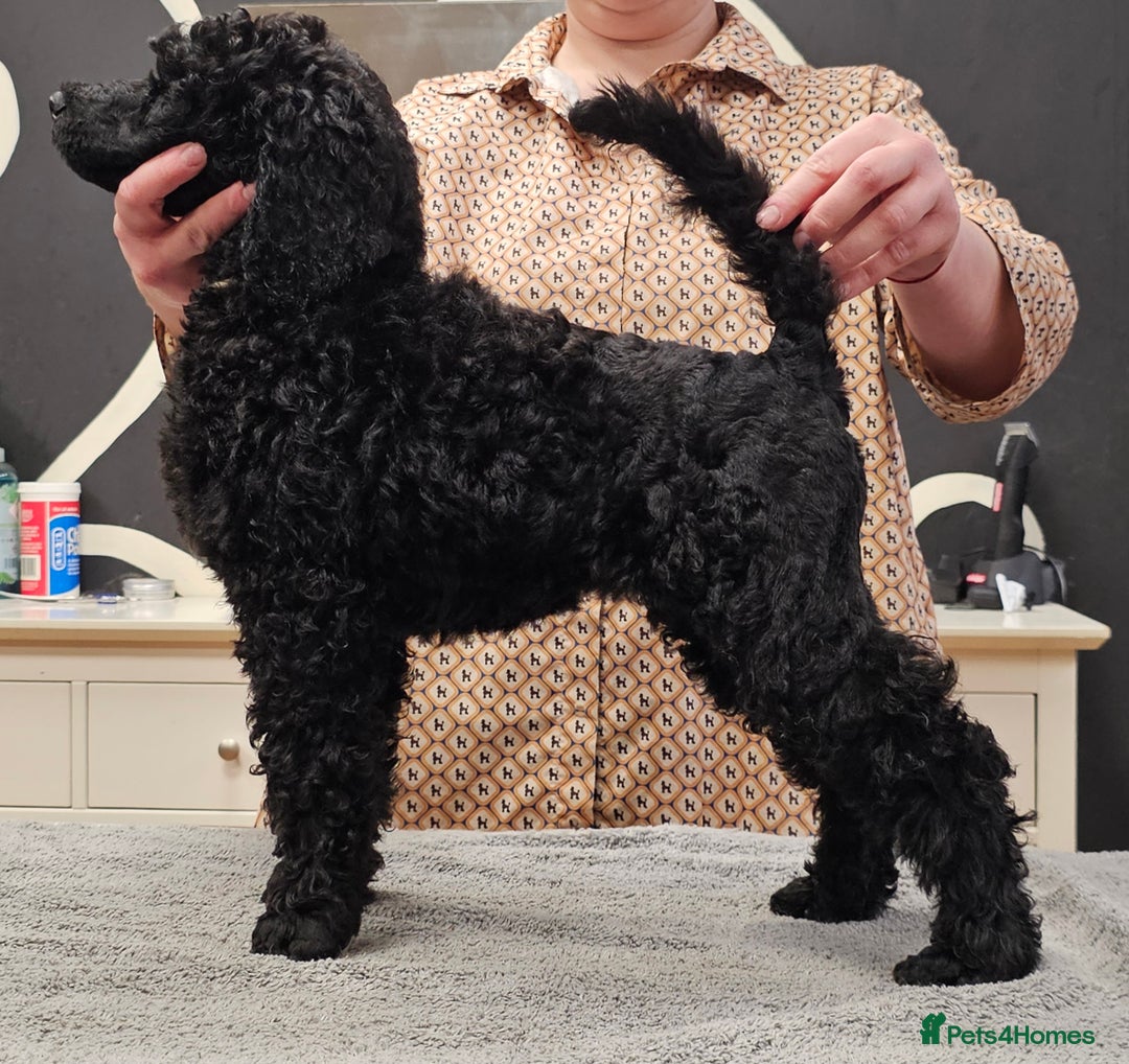 Standard Poodle dogs for sale: KC Standard poodle puppies🐩 - Advert 2