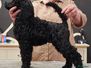 Standard Poodle dogs Standard poodle puppies🐩 - Advert 6