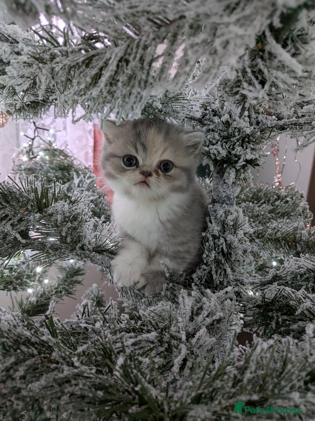 Exotic cats for sale: Beautiful Exotic kittens  - Advert 1