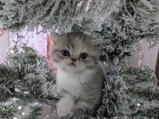 Exotic cats Beautiful Exotic kittens - Advert 2