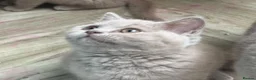 British Shorthair cats for sale: Lilac BSH  GCCF Boys  - Advert 3