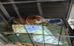 Guinea Pig rodents for sale: Male guinea pig  - Image 1