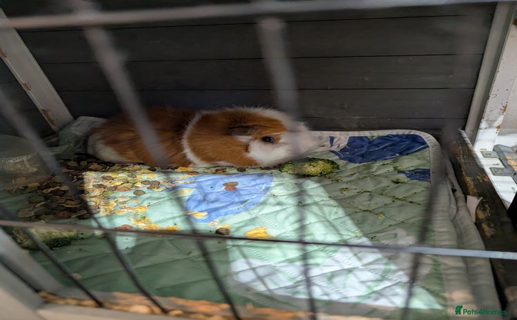 Guinea Pig rodents - Advert 2