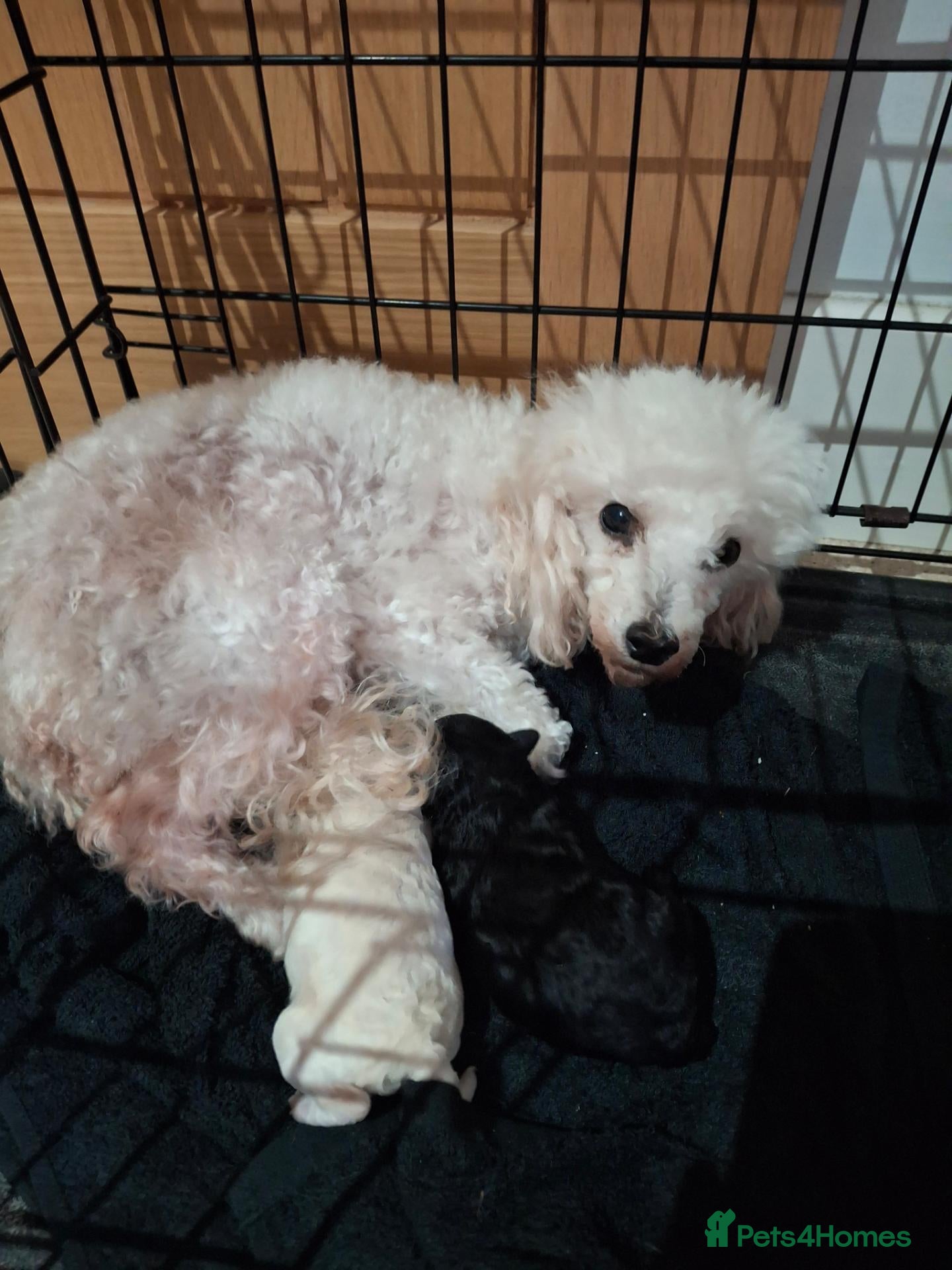 Toy Poodle dogs 2 very cute Russian toy poodle pups kc registered  - Advert 1