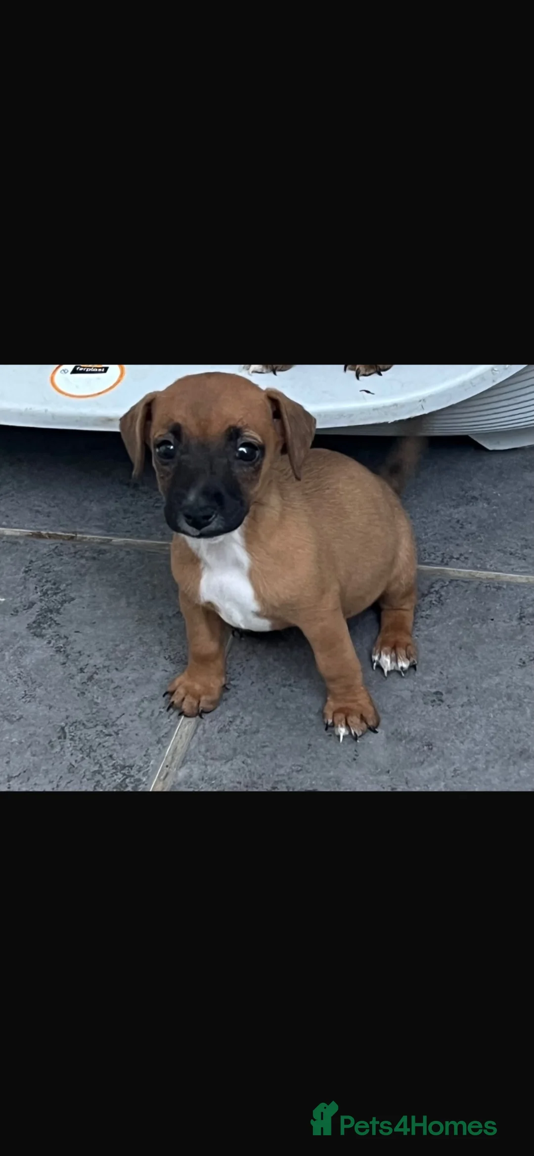 Jack Russell dogs for sale: Jack tussle puppies  in Maldon - Advert 2