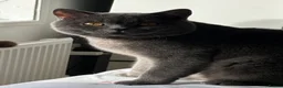 British Shorthair cats for sale: British shorthair kittens  - Advert 10