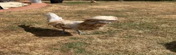 Chickens poultry for sale: Polish Cockerel - Advert 8