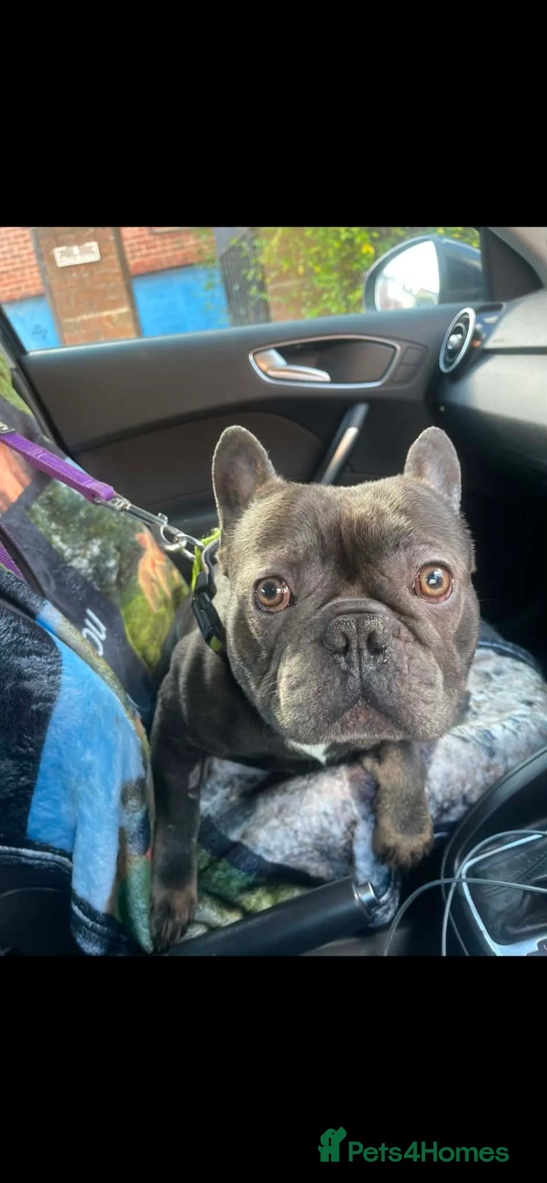 French Bulldog dogs for sale: 2 year old male French bulldog  - Advert 2