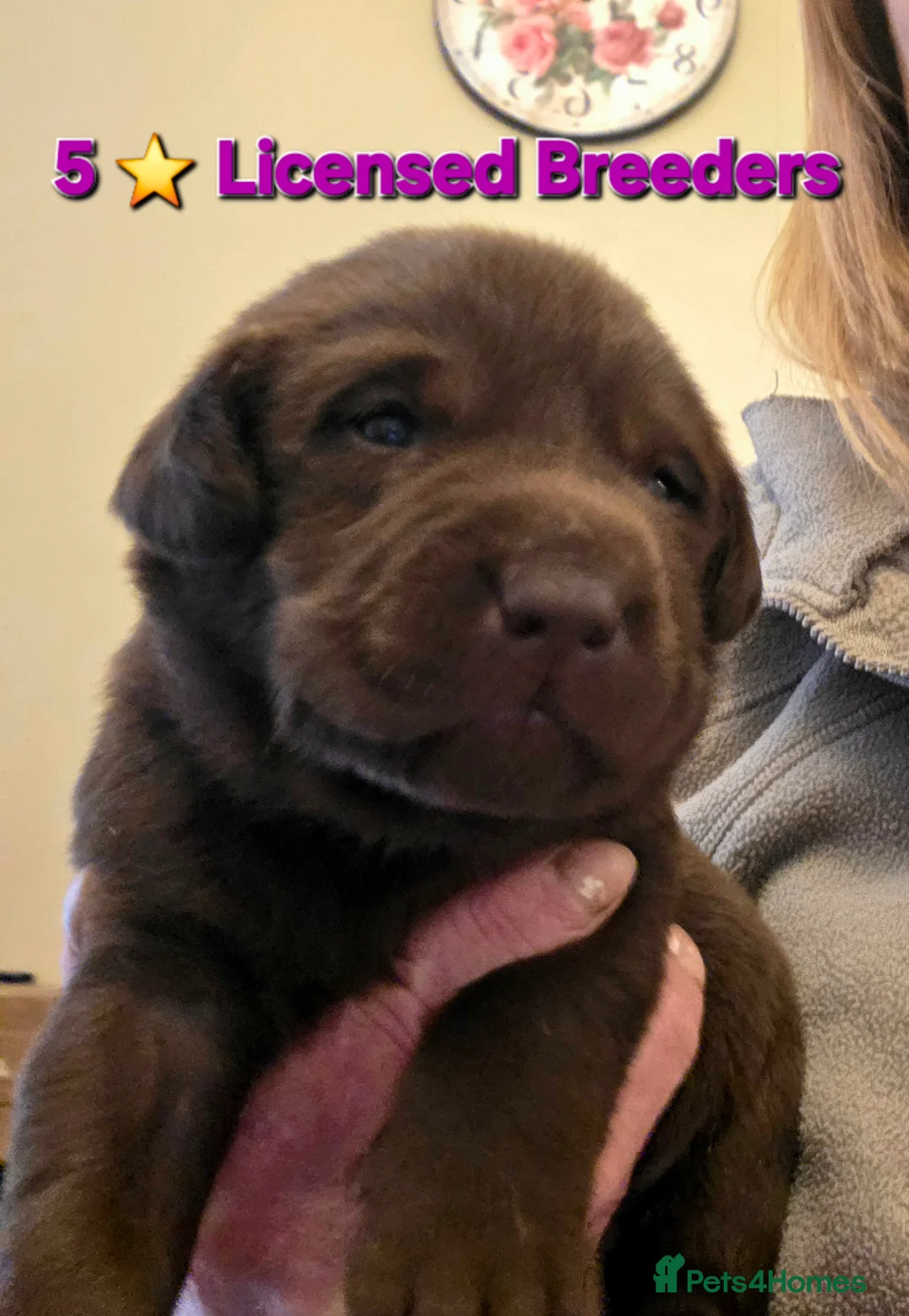 Labrador Retriever dogs for sale: Gorgeous Chocolate Labradors  - Advert 1