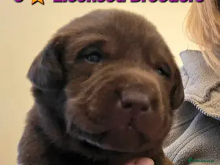 Labrador Retriever dogs Gorgeous Chocolate Labradors - Advert 2