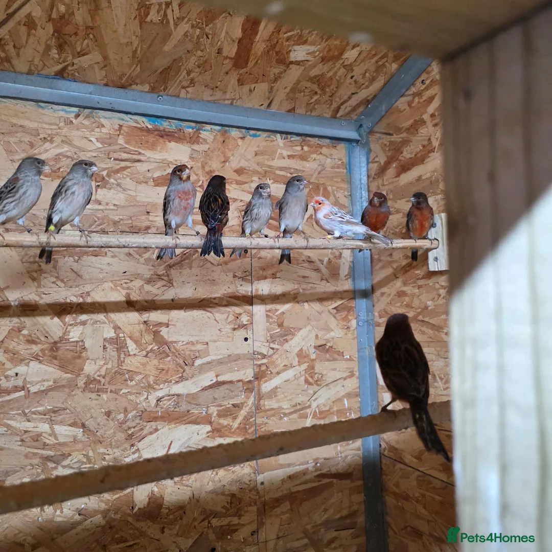 Canaries birds for sale: Canaries for sale - Advert 2