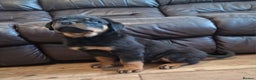Rottweiler dogs for sale: MASSIVE ROTTWEILER PUPPIES  - Advert 31