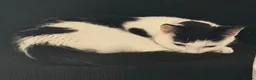 Mixed Breed cats for sale: Gorgeous Black & White Female Kitten  - Advert 3
