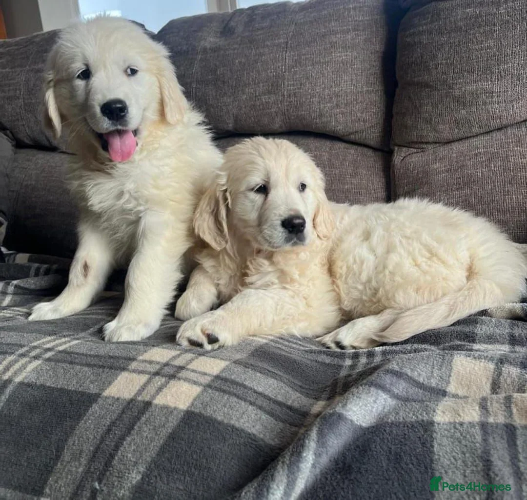 Golden Retriever dogs for sale: CHUNKY STRONG HEALTH TESTED PUPPIES  in Huddersfield - Advert 2