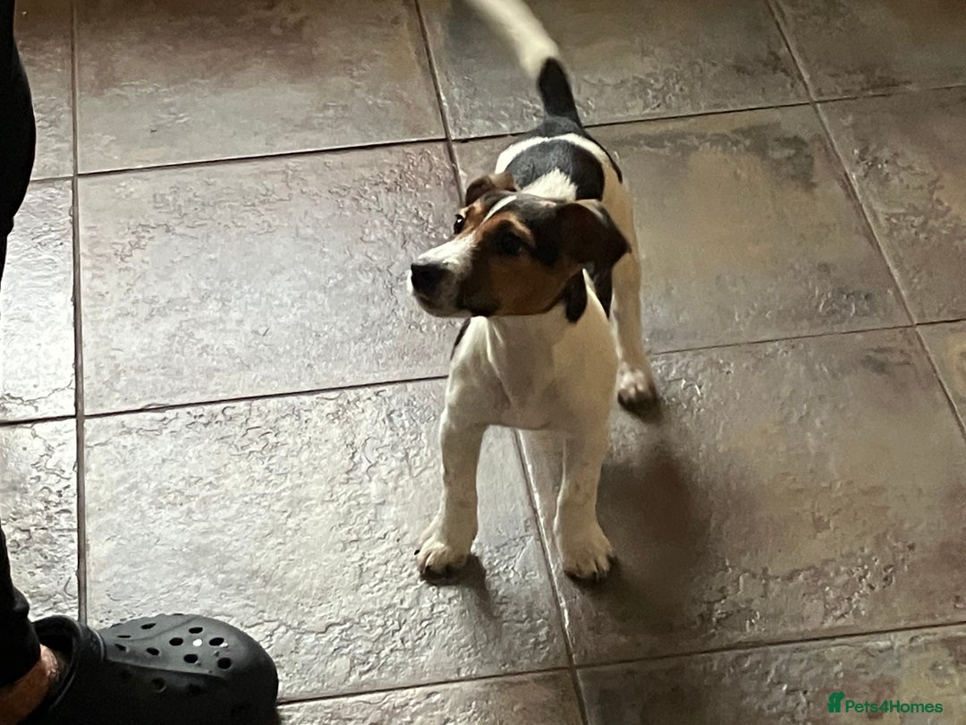 Jack Russell dogs for sale: Jack Russell  - Advert 3