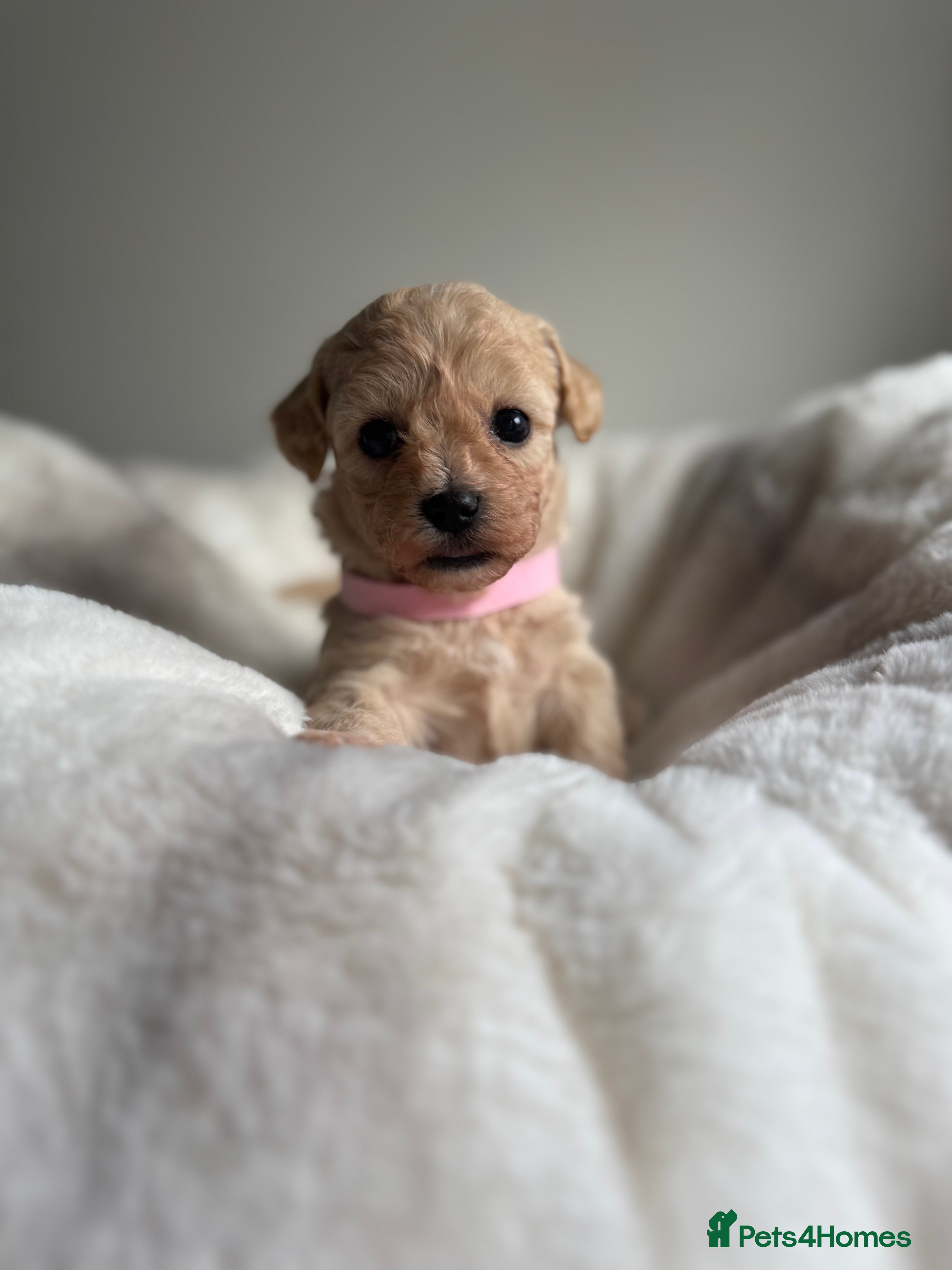 Maltipoo dogs 1 ADORABLE GIRL MALTIPOO AVAILABLE  - Advert 17