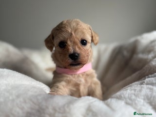 Maltipoo dogs 1 ADORABLE GIRL MALTIPOO AVAILABLE - Advert 2
