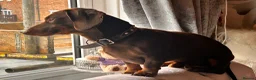 Miniature Dachshund dogs for stud: Chocolate/isabella miniature dachshund  in Darlington - Advert 2