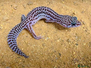 Leopard Gecko reptiles CB25 Super Mac Snow Leopard geckos - Advert 1