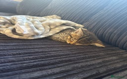 American Shorthair cats for sale: Asia.  - Image 2