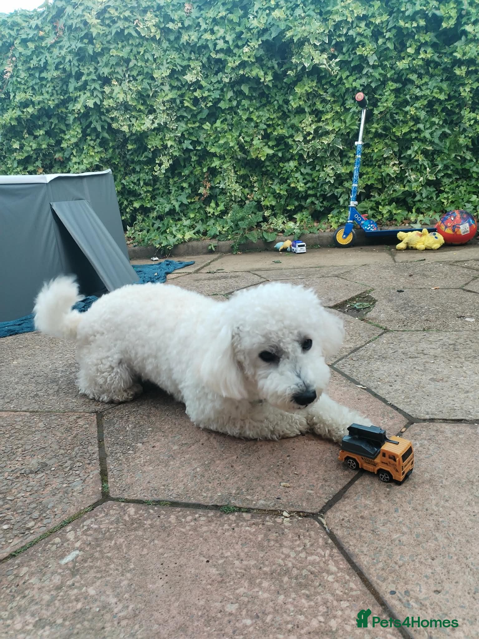 Bichon Frise dogs for sale: Teddy in Sheffield - Advert 5