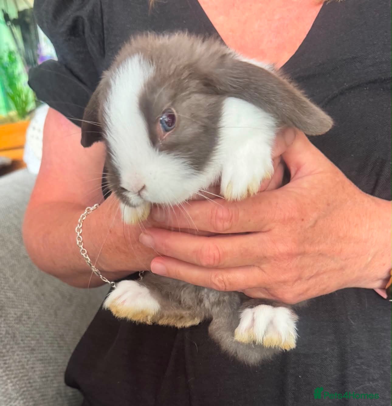 Mixed Breed rabbits Baby bunnies - Advert 2