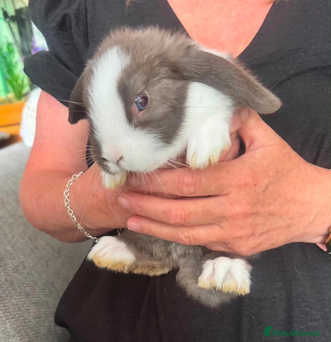 Mixed Breed rabbits for sale: Baby bunnies - Advert 1